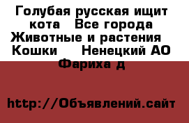 Голубая русская ищит кота - Все города Животные и растения » Кошки   . Ненецкий АО,Фариха д.